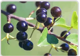 mitolyn supplement